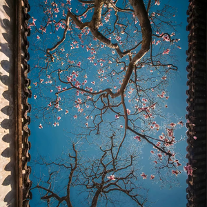 可惜已不是一路人