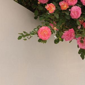 阿拉斯加海湾1629261829429