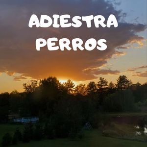 Adiestra Perros