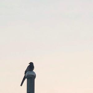 楼顶上的小斑鸠 (1+1)