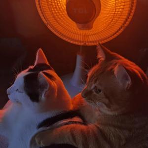 在外婆家的炉子取火旁边有只猫