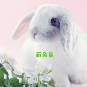 萌兔兔 (宠物医院bgm)