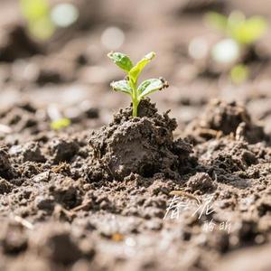 春泥（Cover 余超颖）