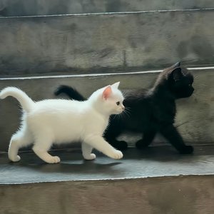 你是我情愿以身犯的险