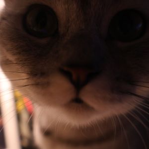 《可爱的十二》