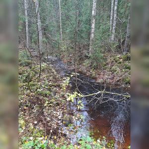 Kylmät Silmät (Akustinen)