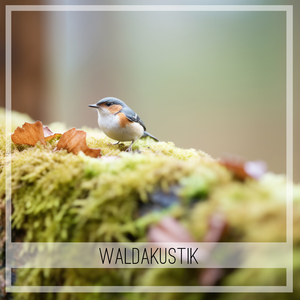 Waldklänge