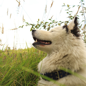 Pawprints in the Sand
