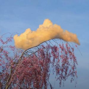 恰逢桃花夜泛滥