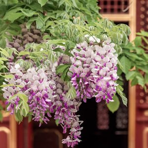 枕边人与心上人 （翻自 小金娃）