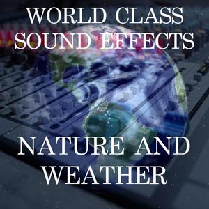 Rain Tarp in Forest Med Weather Sound Effects Sound Effect Sounds EFX Sfx FX Nature and Weather Rain and Storm