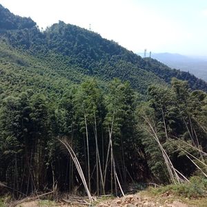 春风曲（翻自 晓月老板）