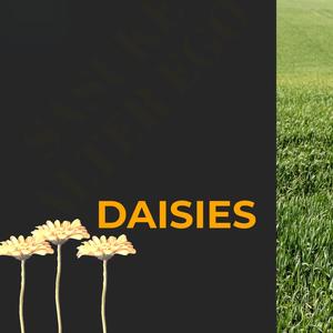 Daisies