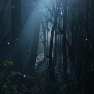 DARK FOREST