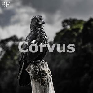 Corvus
