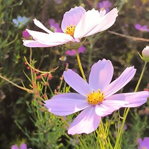 你错过的风景我都替你记录下来了