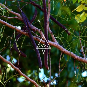 Prueba de Estado, Parte 3 (Mushin)