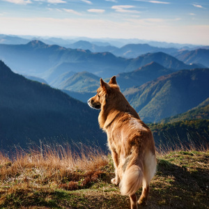 Olfateo De Rastreo Con Ritmo Hip Hop