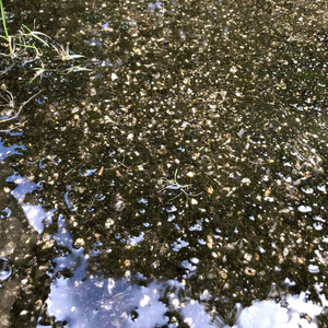 Pasodoble do Condado