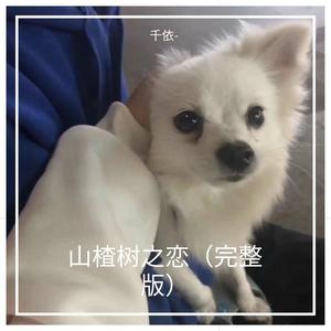 山楂树之恋（cover大能人）