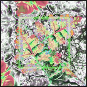Polymorpha