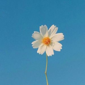 山河颂歌寄国情