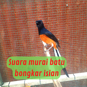 Suara Murai Batu Bongkar Isian (Live)