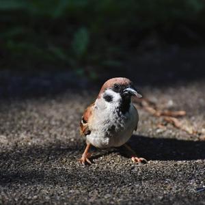 Peacock_Ft_Katy_Perry（餘光中 remix）