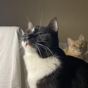 Ngô Kiến Huy-升天（BenJoChing_青 remix）