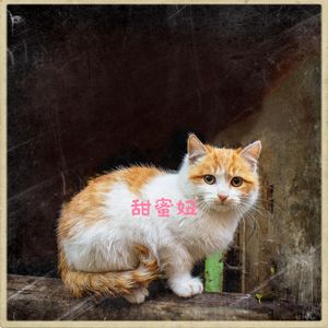 甜蜜妞 (猫舍音乐)