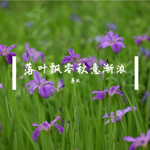 落叶飘零秋意渐浓