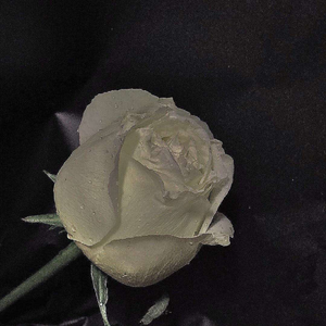 拯救（prod by FRESH—ye）