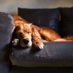 Fluidez Acompañante Suave