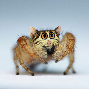  - Bangarang - Duang版