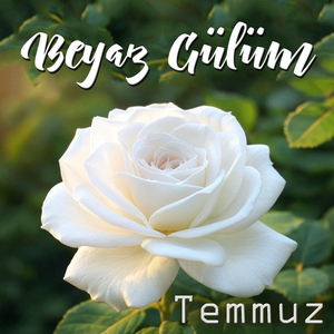 Beyaz Gülüm