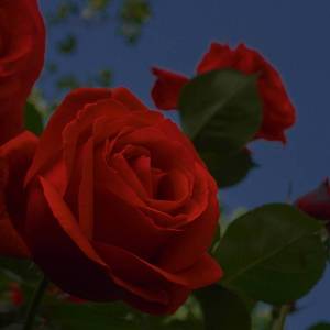 生日快乐吖（乌鸦吃瓜 remix）