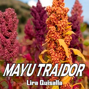 Mayu Traidor