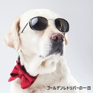 ゴールデンレトリバーの一日