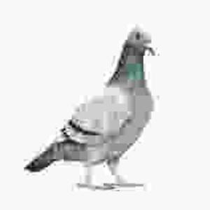 columbidae