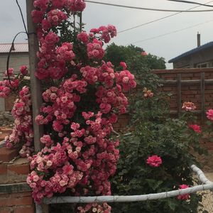 你背对着我关上了门，