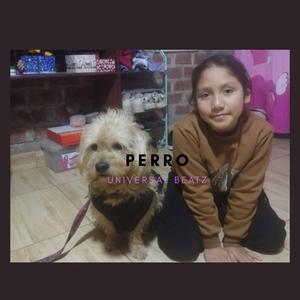 Perro