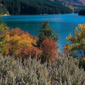 沮仙雀繁岩严氨