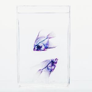 Purple fusion