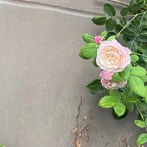 百年孤独（翻自 王菲）