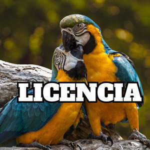 licencia