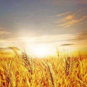 叶一茜-风吹麦浪（一沫 Remix）