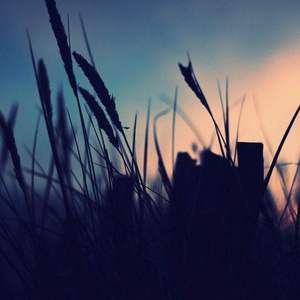Lovelorn innocence