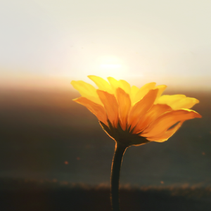 マリーゴールド