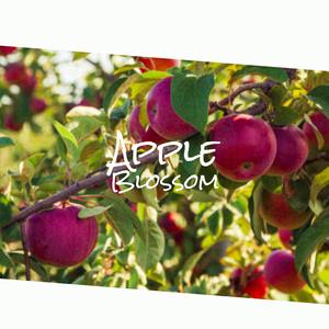 Apple Blossom