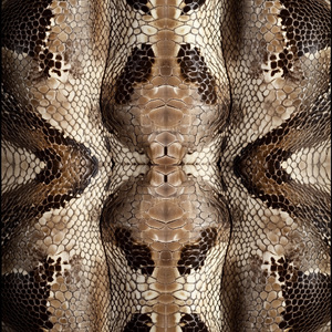 dANdY - Neural Bloom